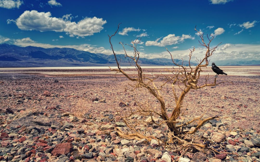 Czy nowa specustawa pomoże w walce z suszą?